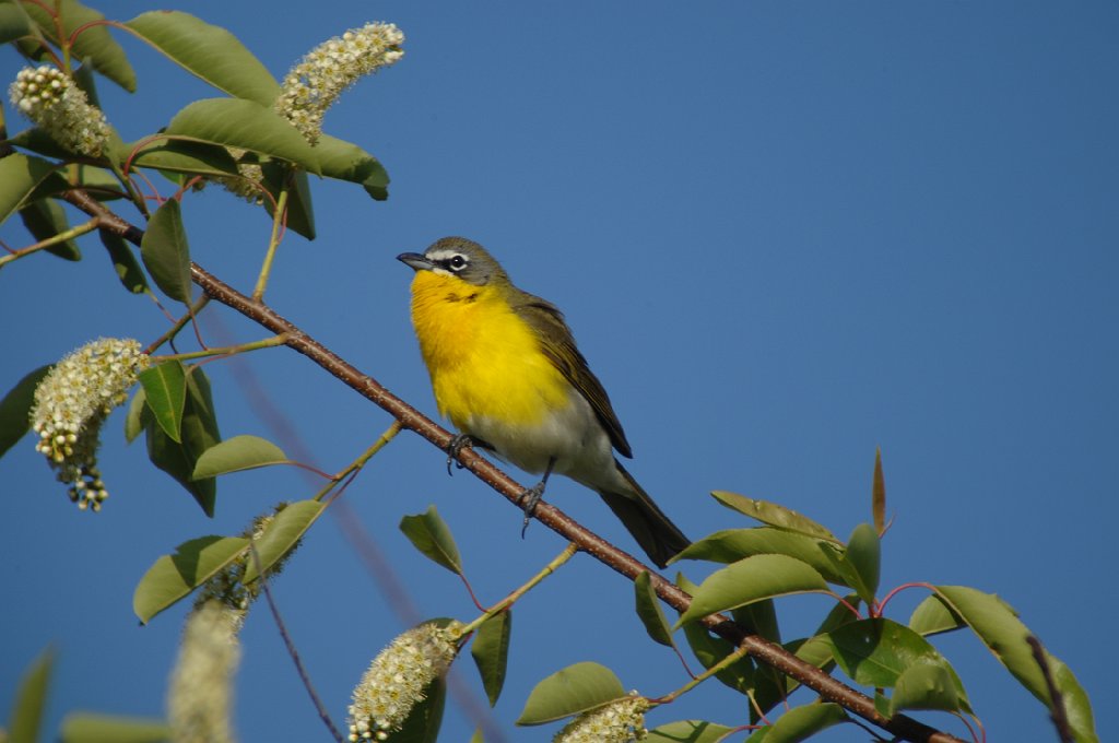 Warbler, Yellow-breasted Chat, 2010-05110261 Higbee Beach, NJ.JPG - Yellow-breasted Chat. Higbee Beach Wildlife Management Area, NJ, 5-11-2010